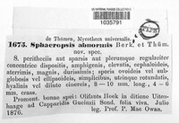 Sphaeropsis abnormis image